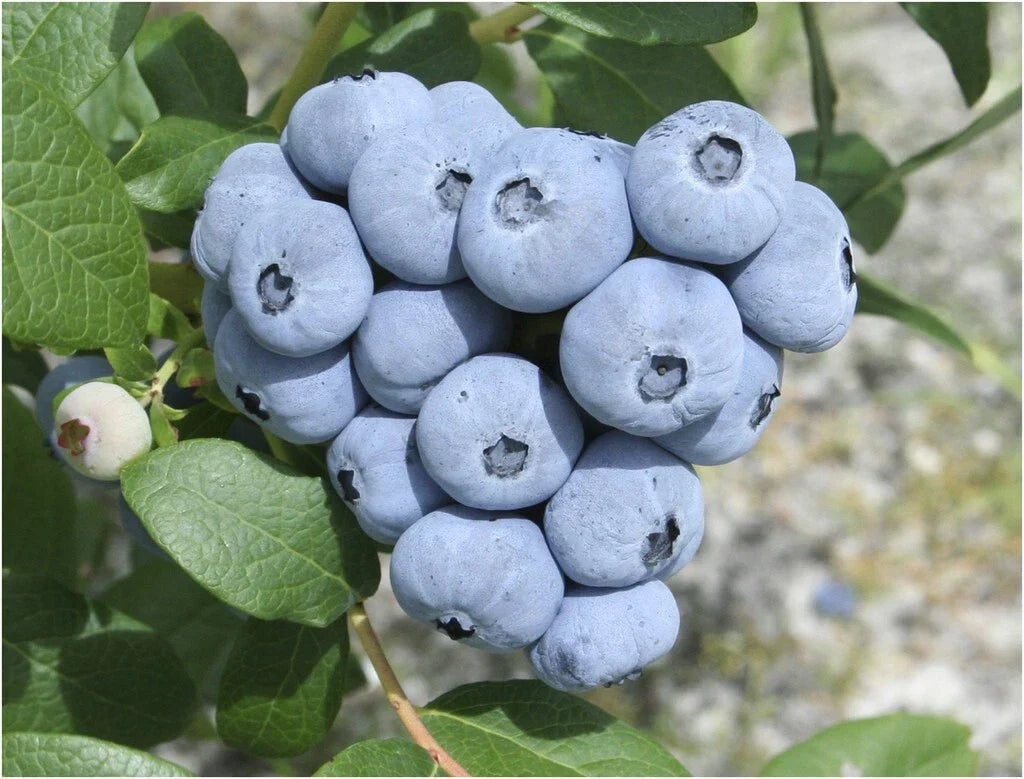 Talisman Blueberry Plant 5.25" Pot | Fast Growing Edible Perennial | Vaccinium corymbosum 'Talisman' | Big Sweet Berries
