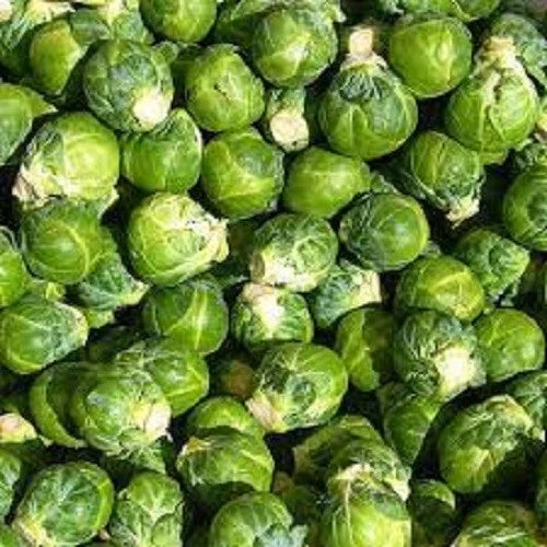 Organic Brussels Sprouts Seeds - Long Island Improved Variety - Brassica oleracea - Fresh Planting Seeds for Home Garden