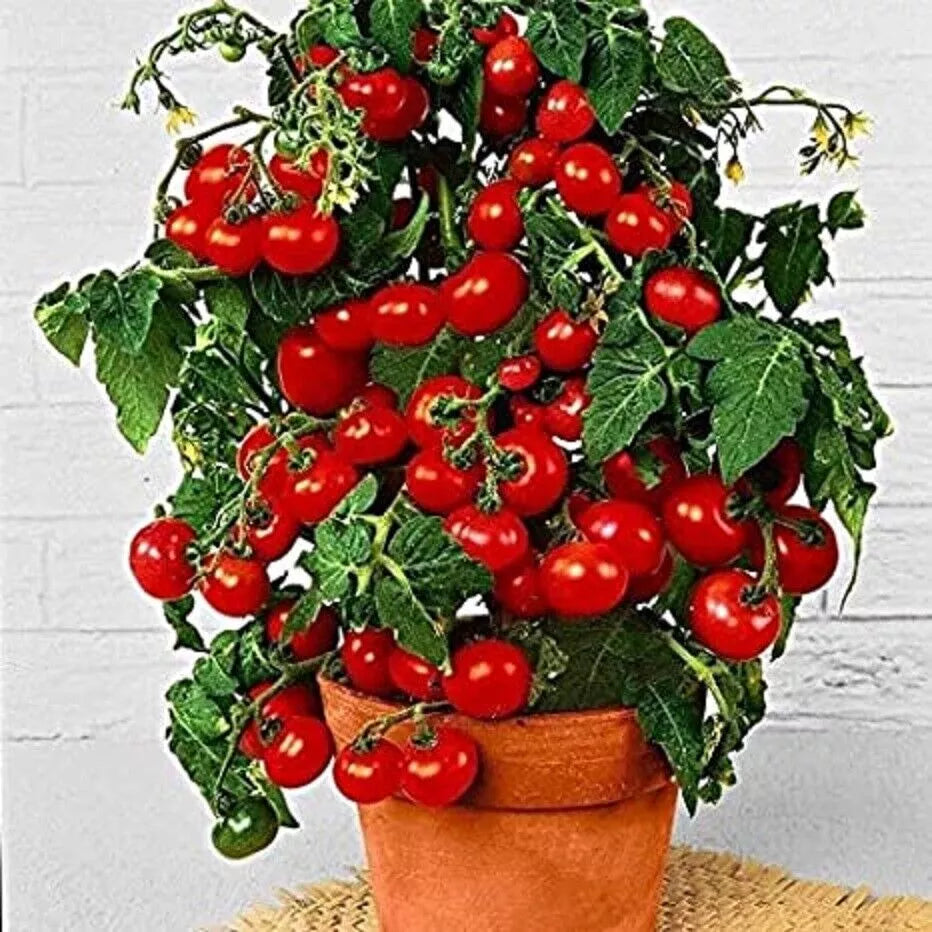 Dwarf Bush Cherry Tomato Seeds 100 Count Heirloom Variety Solanum lycopersicum Compact Container Gardening