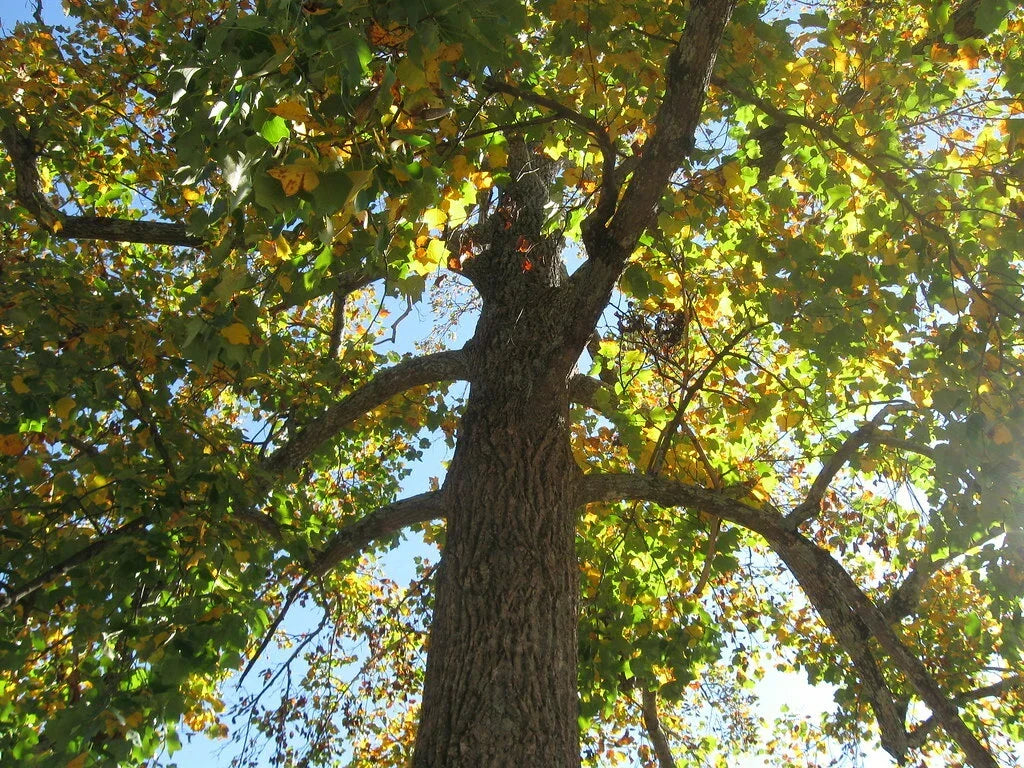 Sycamore Tree Bare Root 18+ Inches Platanus occidentalis - Fast-Growing, Low Maintenance for Landscape, Zones 5-9