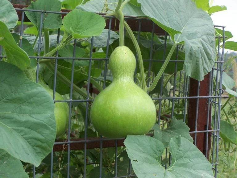 Birdhouse Gourd Seeds - 10 Heirloom Seeds for Crafts - Lagenaria siceraria - Easy to Grow, Decorative Gourds