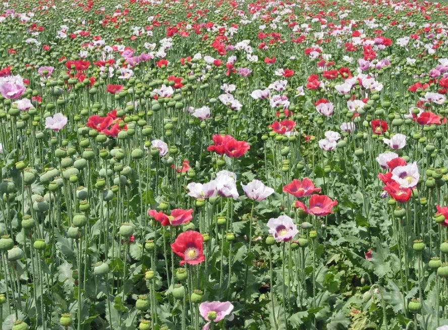 Poppy Seeds 1000 Count Mixed Colors Red White Pink Non-GMO Papaver somniferum for Vibrant Gardens