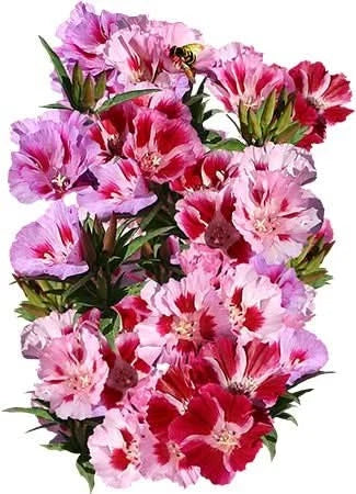 Dwarf Godetia Seeds - Farewell to Spring - Clarkia amoena - Colorful Flower Seeds for Planting - 200 Seeds Packet