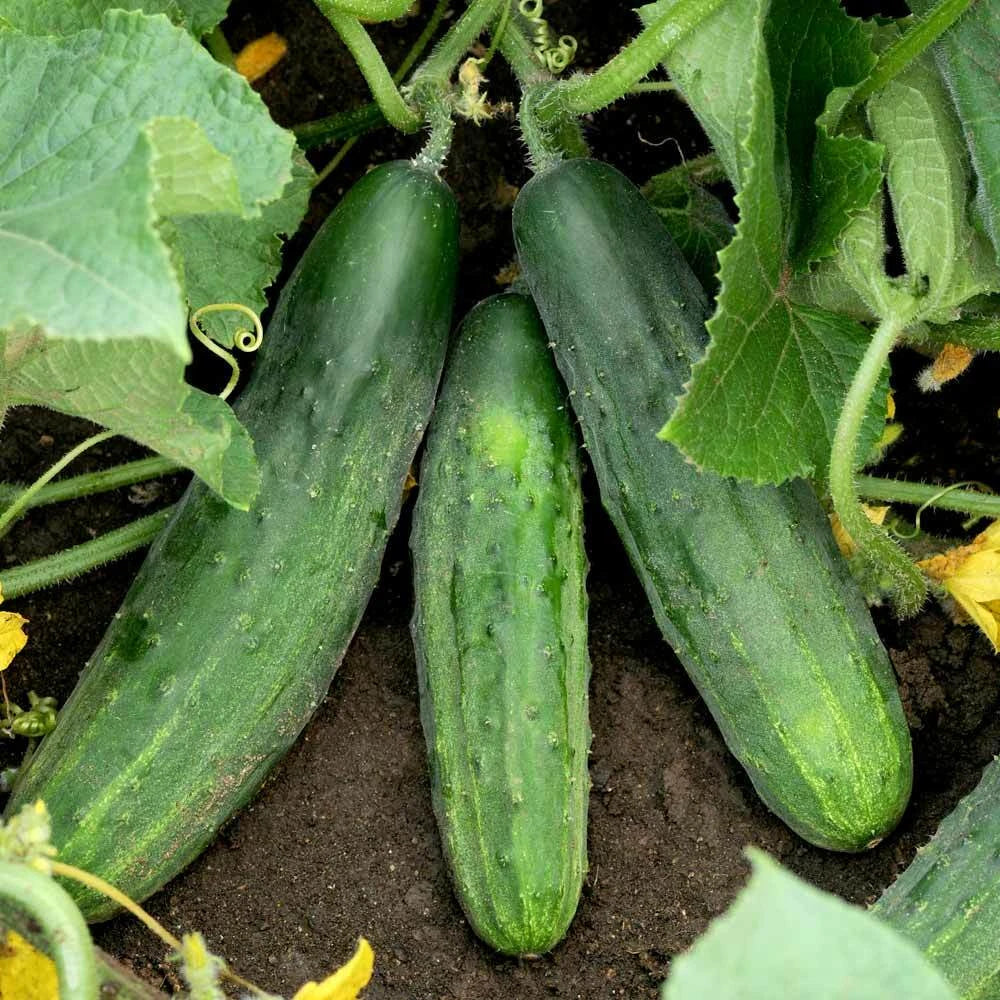 Cucumber Seeds - Spacemaster 80 Variety - Bush Type for Container Gardening - Cucumis sativus - 25 Seeds