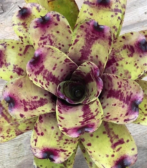 Small Neoregelia Blueberry Muffin Bromeliad Plant - Vibrant Indoor Tropical Houseplant, Neoregelia spp. for Home Decor