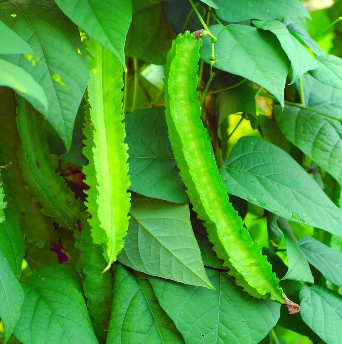 Wing Bean Seeds - 20 Pack - Exotic Asian Variety - Psophocarpus tetragonolobus - Easy to Grow for Garden or Container