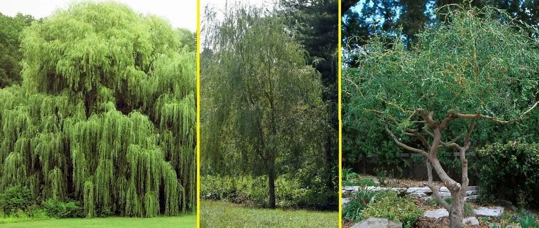 Willow Tree Bundle - 10 Aussie Willow + 4 Weeping Willow Seedlings - Salix babylonica & Salix spp. - Fast Growing, Drought Tolerant