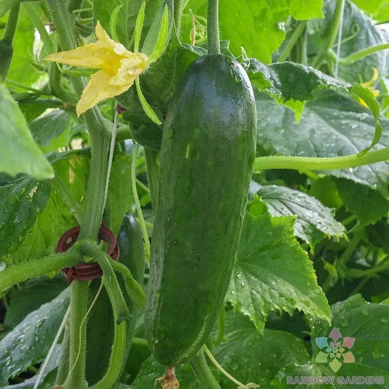 Taurus Cucumber Seeds - 25+ Pack - Heirloom - Cucumis sativus - Non-GMO - Ideal for Garden Planting - USA