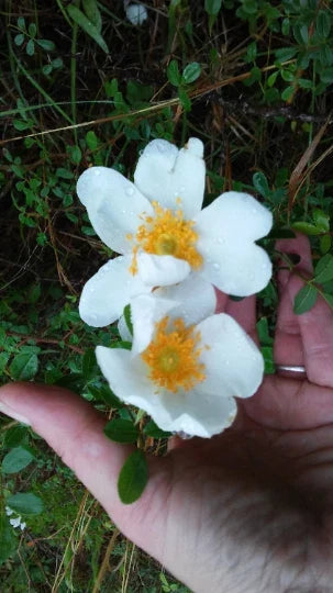 Heirloom Baby Rambling Rose Bush Live Plant - 1' White Multiflora Climbing Rose (Rosa multiflora) - Rooted Garden Plant