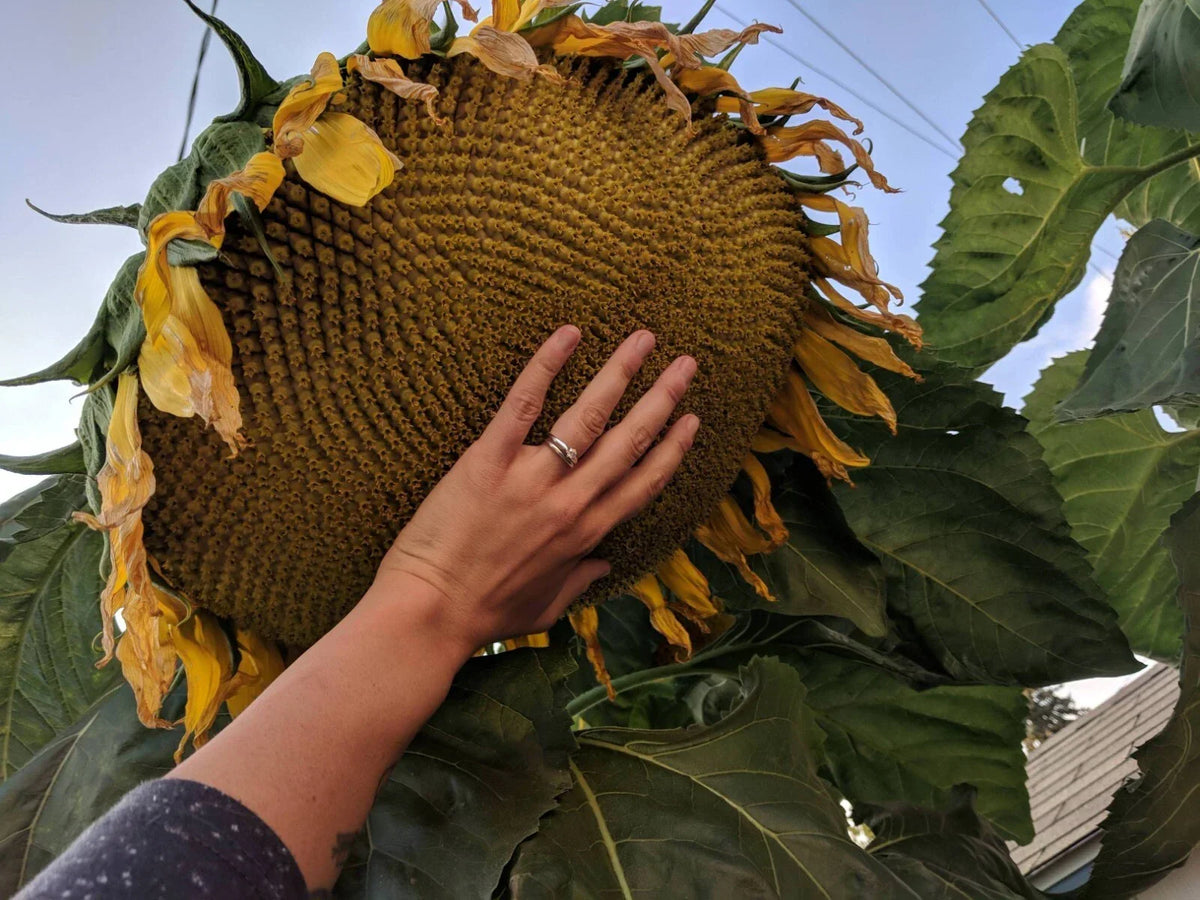 Mammoth Grey Stripe Sunflower Seeds - 50+ Giant Seeds - Helianthus annuus - Fresh for Planting
