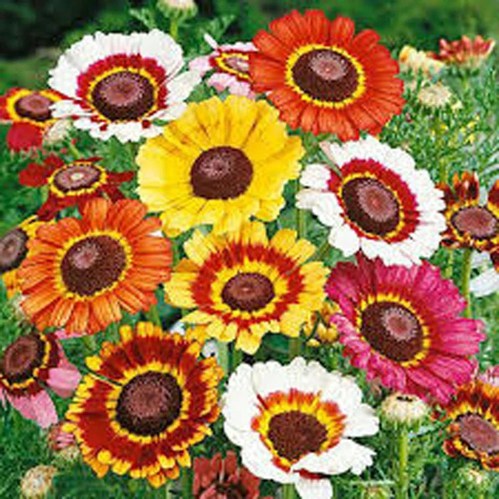 Painted Daisy Seeds 500 Count, Multicolored Blooms, Bellis perennis - Easy to Grow, Attracts Pollinators, Non-GMO