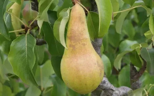 Concorde Pear Seeds - 25+ Count for Planting - Pyrus communis - USA Grown - Ideal for Home Gardens and Orchards