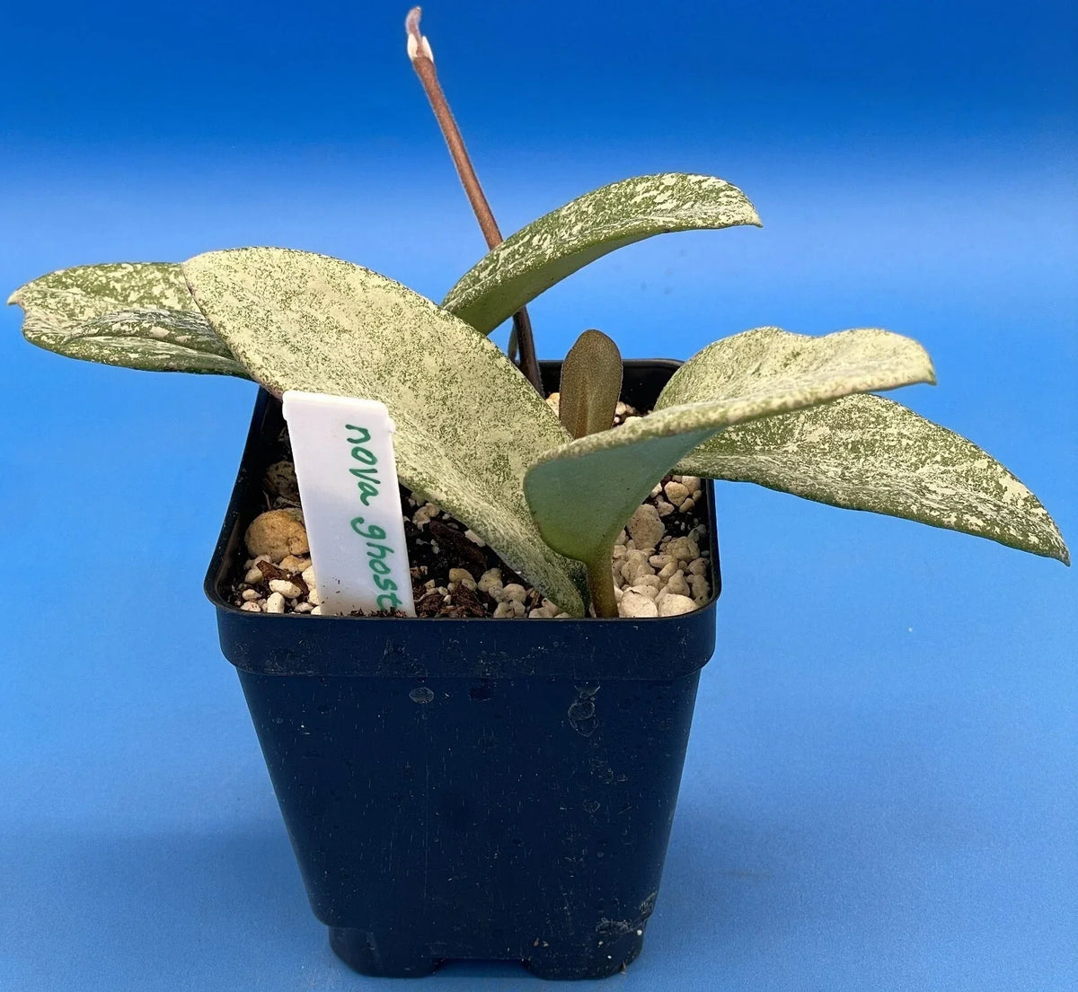 Hoya Carnosa 'Nova Ghost' - 3.5 Inch Pot, Variegated Indoor Plant, Fully Rooted Houseplant, Wax Plant, Hoya carnosa
