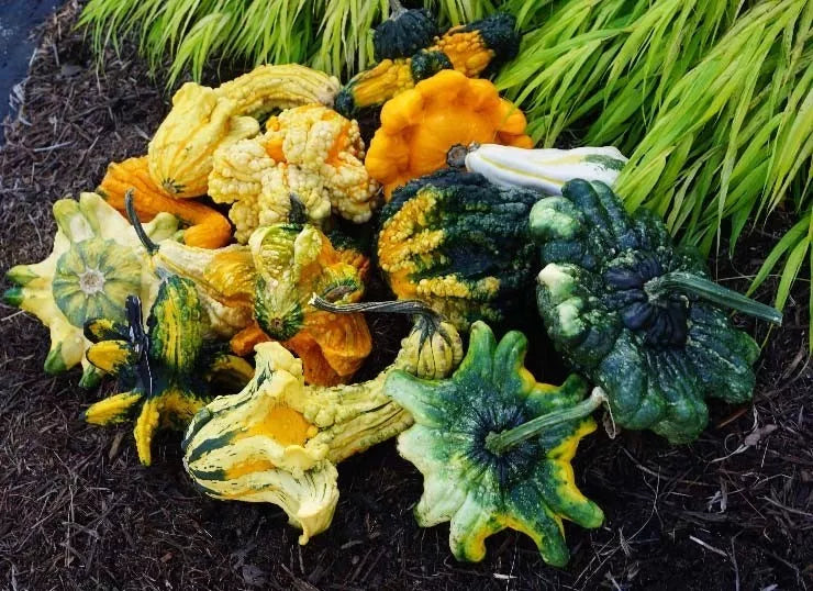 Crowns Gourd Seeds - 12+ Fresh Seeds for Planting - Cucurbita maxima - Unique Decorative Gourds for Crafting