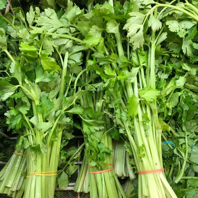 Chinese Celery Seeds - 400 Non-GMO Heirloom Seeds - Light Green - Apium graveolens var. secalinum - Ideal for Container Growing