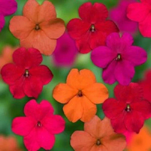 50 Tango Mix Impatiens Seeds - Colorful Annual Flower Seeds for Shade Gardens - Impatiens walleriana