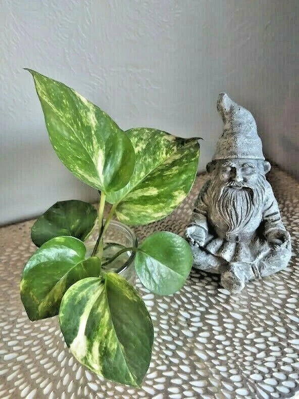 Live Rooted Pothos Cuttings (6) - Green Trailing Houseplant - Epipremnum aureum - Easy Care Indoor Plant
