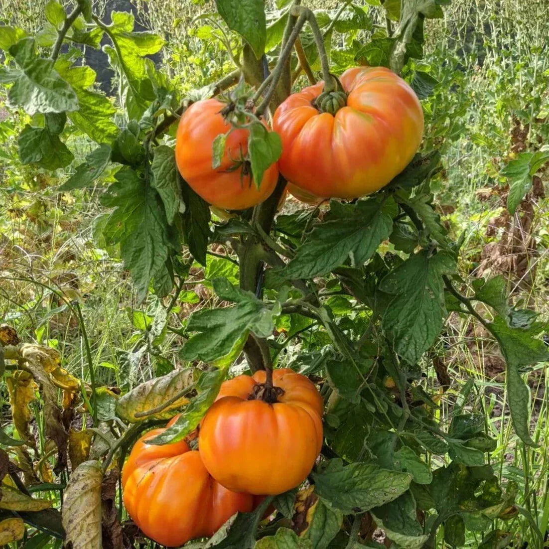 Old German Tomato Seeds - Heirloom Beefsteak, Multicolor, Non-GMO - Solanum lycopersicum, Organic Gardening