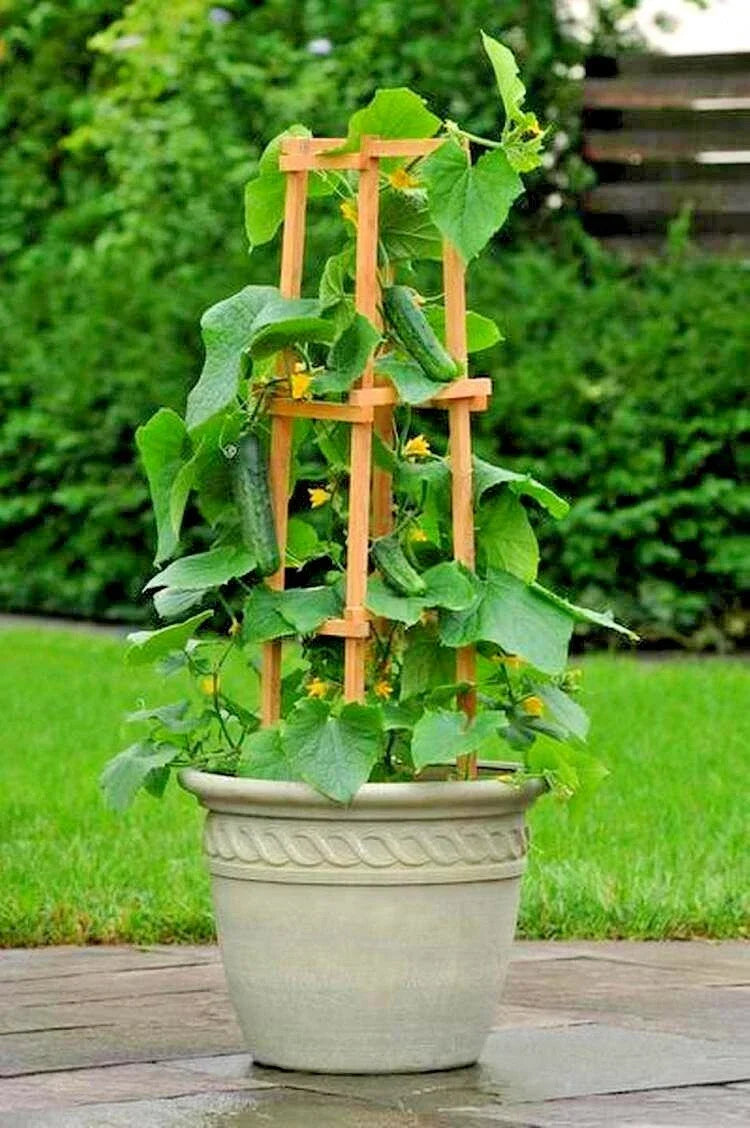 Bush Cucumber Seeds - 35+ Pack - SpaceMaster Variety - Cucumis sativus - Perfect for Patio & Container Gardening