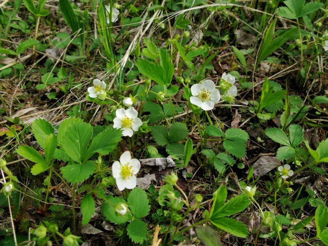 Wild Strawberry Plants - 20 ct Bare Root Edible Perennial - Fragaria virginiana, Non-GMO, Fast-Growing Garden Fruit