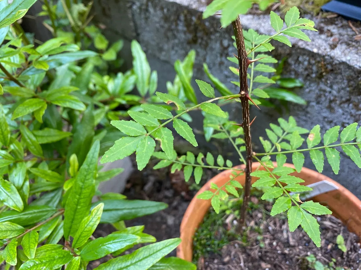 Japanese Pepper Tree Cuttings 6 Pack, Zanthoxylum piperitum, Fresh Propagation for USDA Zones 6-9, Aromatic Culinary Herb