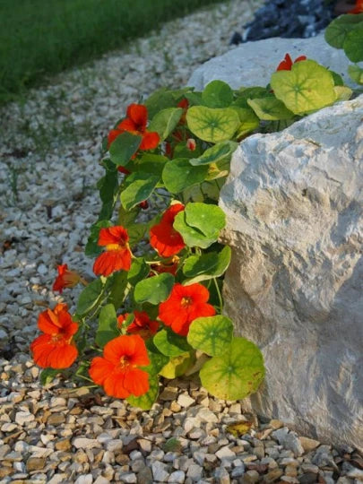 Nasturtium Seeds Mix - 25 Count Climbing Edible Flowers (Tropaeolum Majus) for Gardens and Cooking
