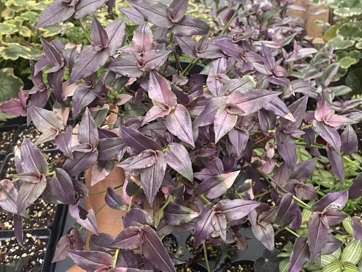 Bridal Vail Live Plant Cuttings - Purple - 10 Cuttings, 5-6 Inches - Tradescantia fluminensis - Indoor/Outdoor Garden Plants