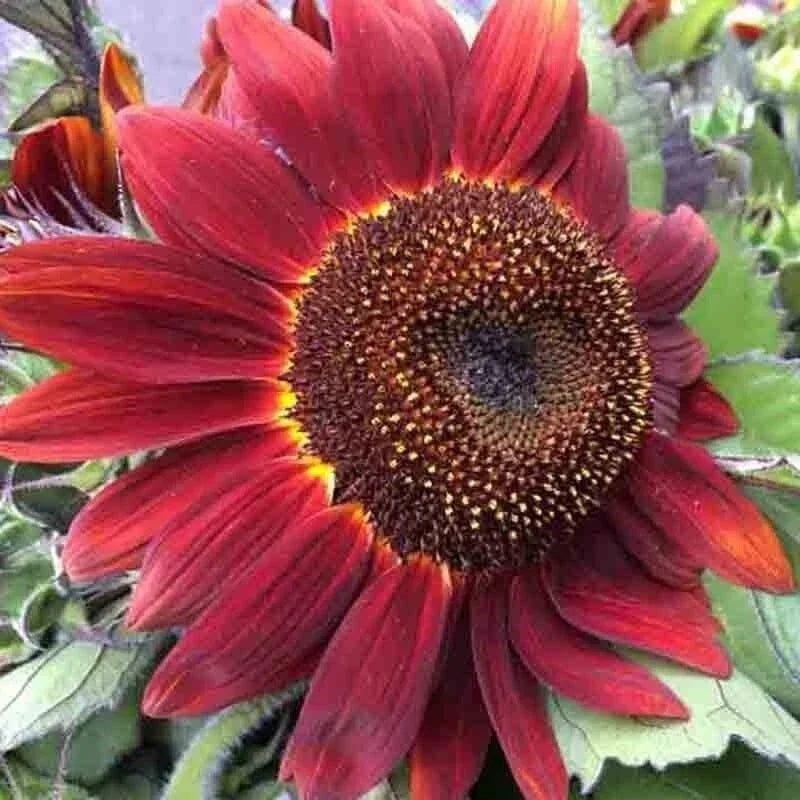 25+ Red Sunflower Seeds - Non-GMO Heirloom - Helianthus annuus - Rare & Vibrant for Gardening and Pollinator Attraction