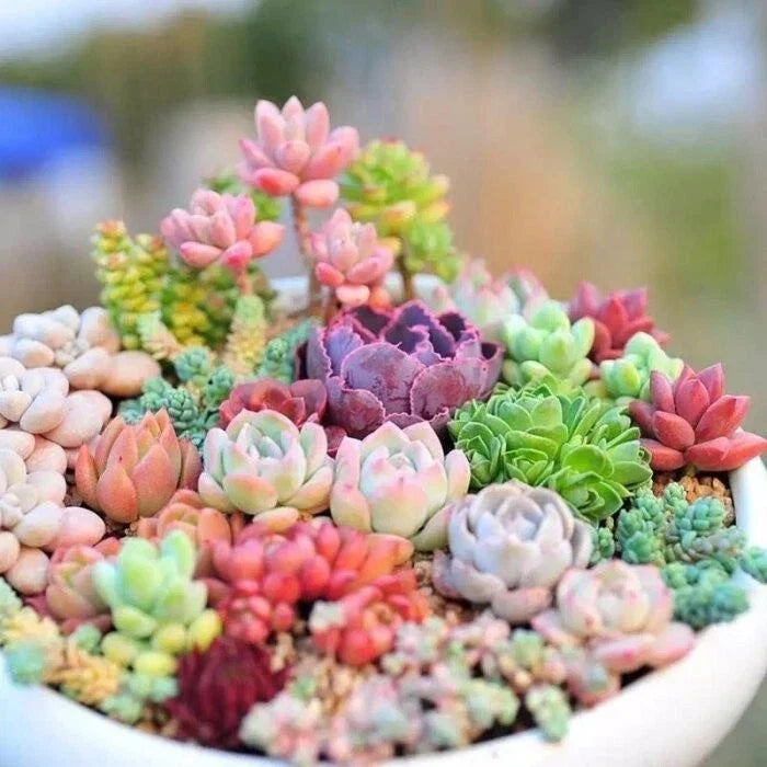 Mixed Succulent Seeds - 100pcs Lithops - Easy to Grow Living Stones - Lithops spp. for Indoor or Outdoor Gardens