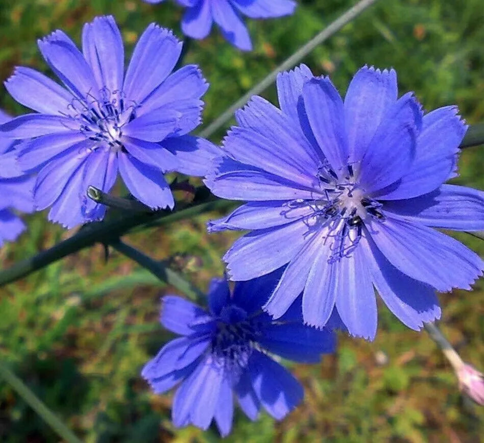 Chicory Seeds 300+ Non-GMO Italian Dandelion Blue Flower Cichorium intybus for Garden Planting
