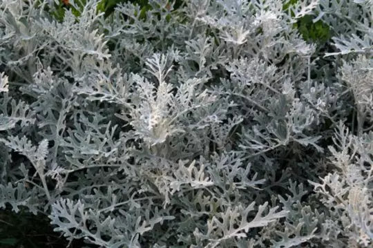 Silver Dust Seeds - 200+ Pack - Dusty Miller (Cineraria Maritima) - Drought Tolerant Ground Cover Plant
