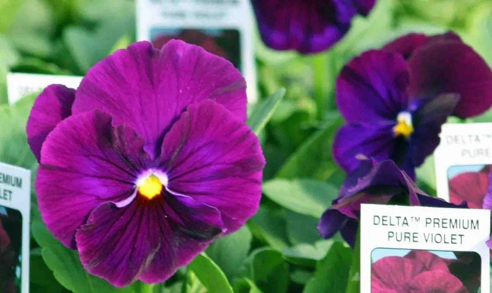 Pansy Seeds 50 Pack Delta Premium Pure Violet Viola tricolor Non-GMO Garden Flower Seeds