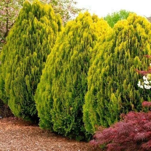 Golden Oriental Arborvitae Tree Seeds - 30 Count - Platycladus orientalis - Golden Foliage for Landscaping and Privacy Screens