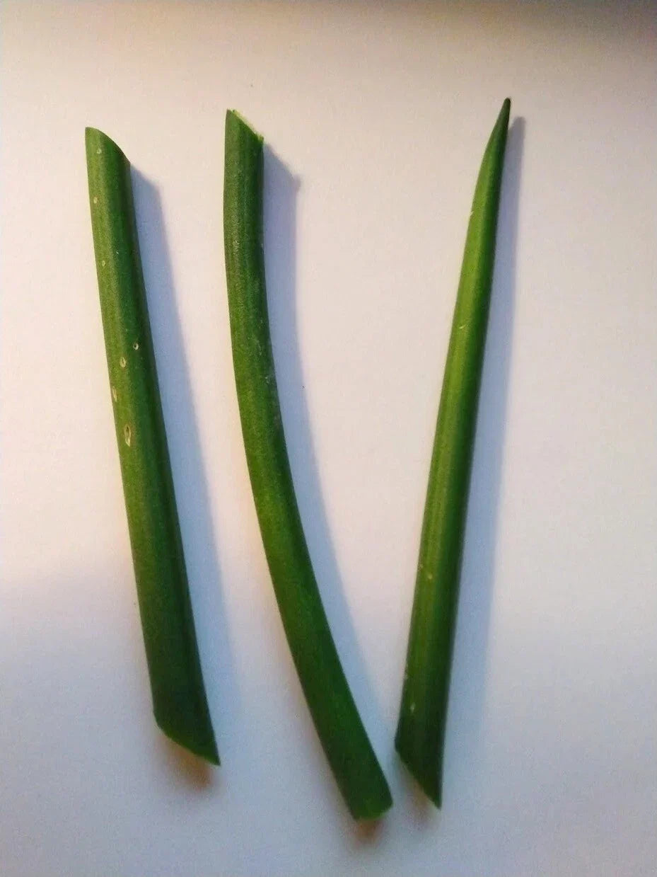 Fernwood Snake Plant Cuttings - 3 Unrooted Clippings - Sansevieria trifasciata 'Fernwood' for Indoor Gardening