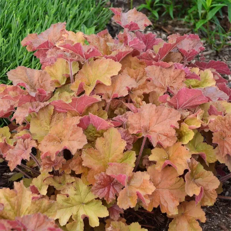 Carmel Heuchera Coral Bells Plant 4'' Pot, Deer-Resistant, H. sanguinea, Partial Shade, Moist Well-Drained Soil