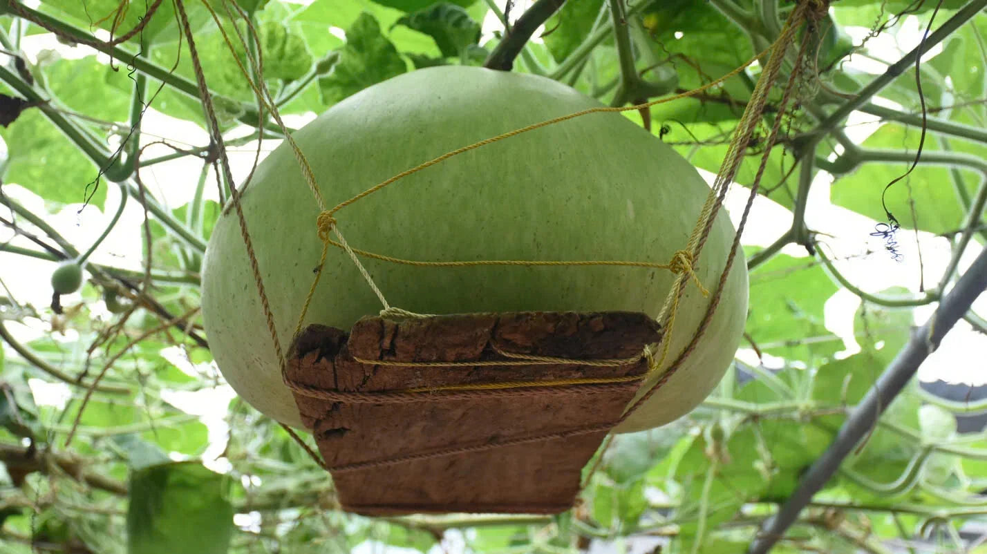 Giant Round Gourd Seeds | Non-GMO Organic | High Yield Calabash Gourd | Lagenaria siceraria | Packet of 10-15 Seeds