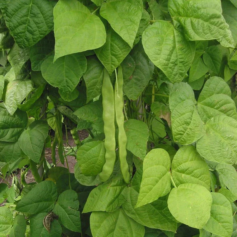 Great Northern Bean Seeds - Non-GMO Heirloom - Large White - Phaseolus vulgaris - Ideal for Home Gardening