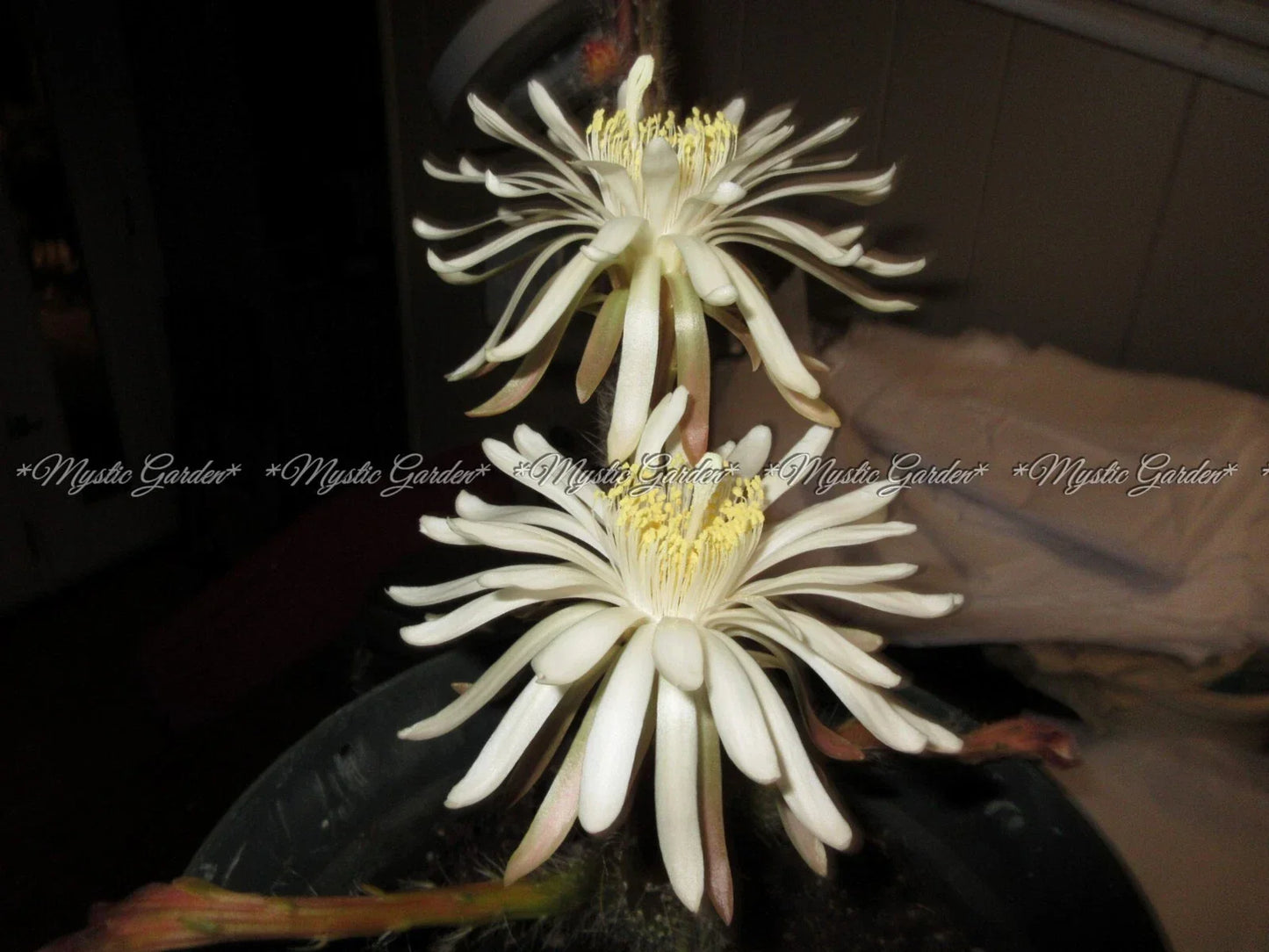 Peniocereus greggii Cactus Plant - 4 Rooted Stems - Rare Queen of the Night Cactus - Unique Desert Plant for Home Décor
