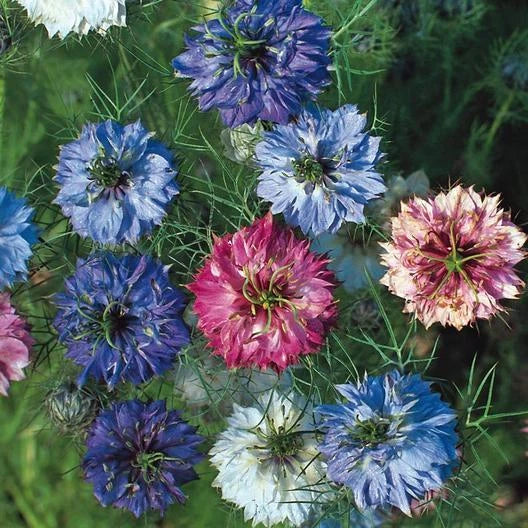 Love in a Mist Seeds - 200 Non-GMO MISS JEKYLL DOUBLE Mix - Nigella damascena - Cottage Garden Blooms