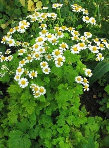 Feverfew Herb Seeds Pack of 100+ - Tanacetum parthenium - Easy to Grow, Perennial Flowering Plant for Gardens