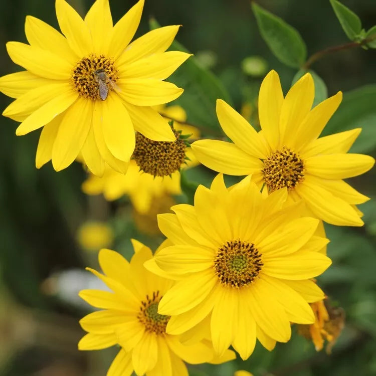 Lemon Queen Sunflower Seeds - 25+ Pack - Bright Yellow Blooms - Helianthus annuus - Annual Garden Flower Seeds