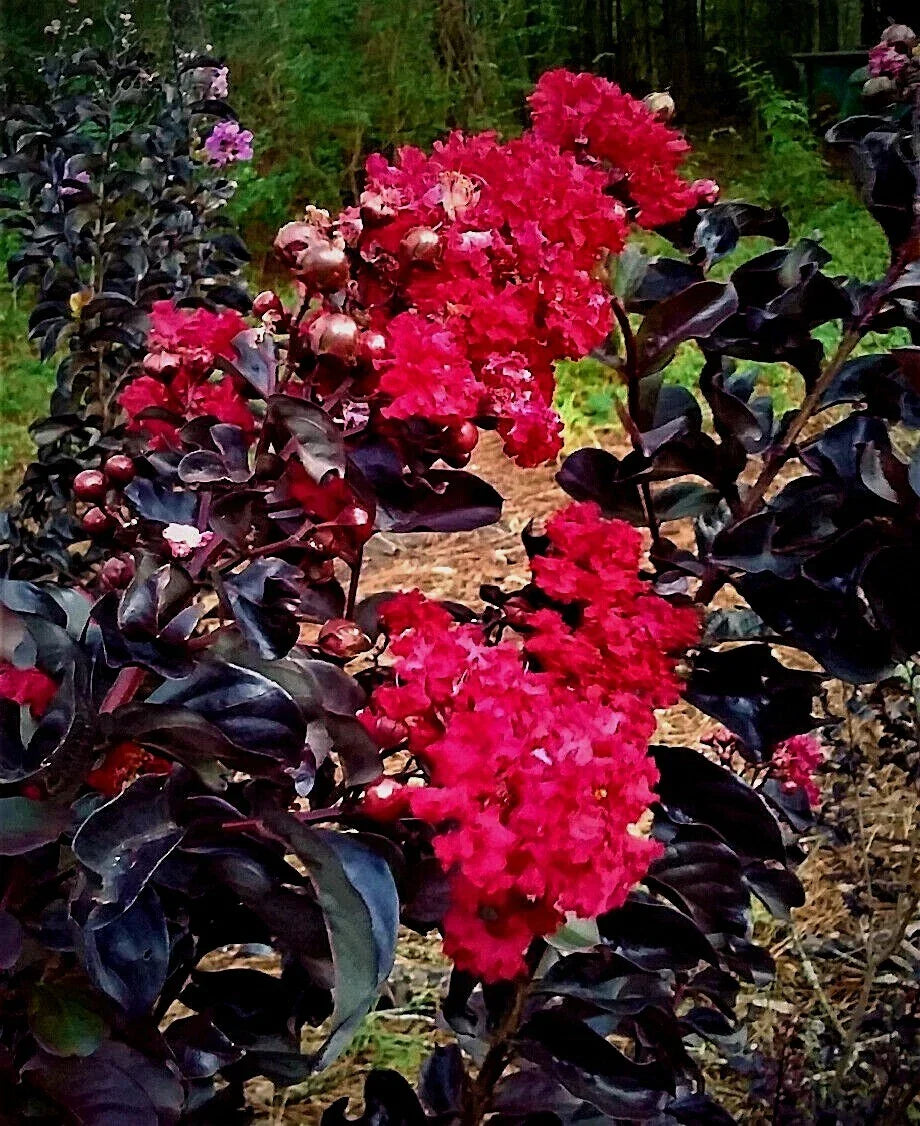 Black Diamond Crape Myrtle Tree Starter Plants 6" Dark Red Flowers Lagerstroemia indica Black Foliage Fast Growth