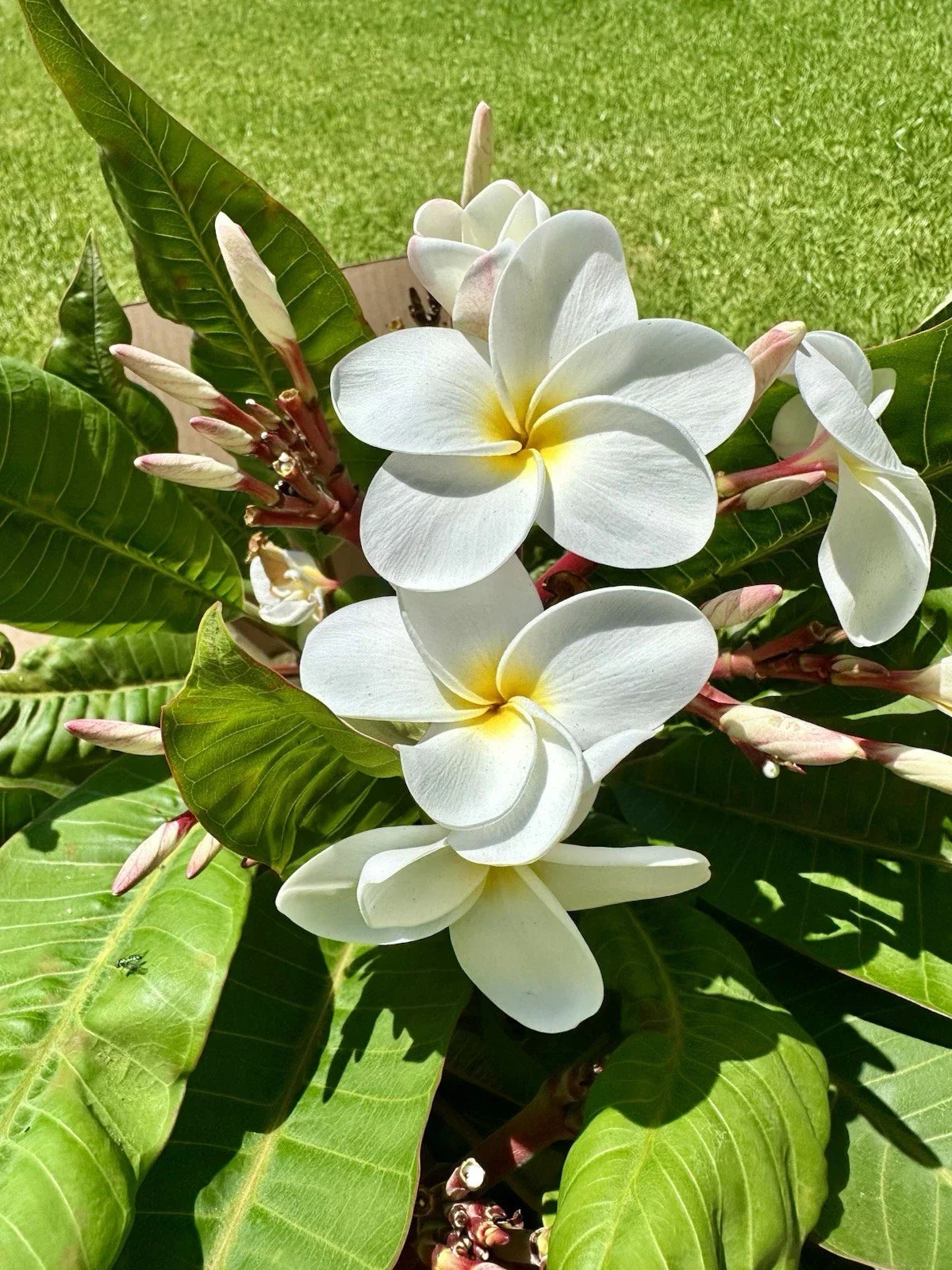 White Plumeria Cuttings 10"-12" - Root Ready Tropical Flowering Plant, Frangipani (Plumeria alba) for Easy Gardening
