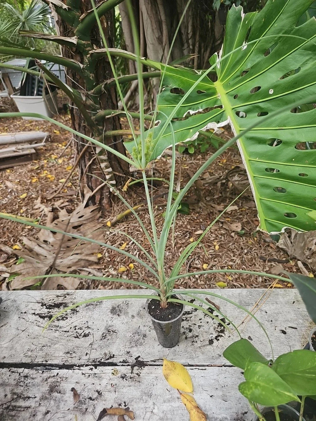 Cyperus Flatsedge Bareroot Native Plant Sedge, Florida Organic Rooted, Wetland Perennial, Eco-Friendly Gardening - Cyperus esculentus