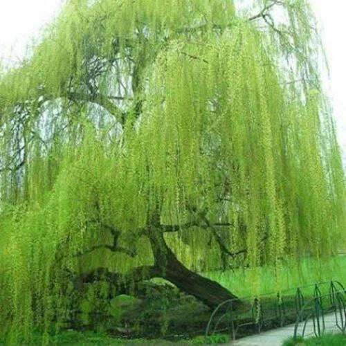 Weeping Willow Cuttings 5 Pack - Bright Green Salix babylonica for Gardening and Propagation