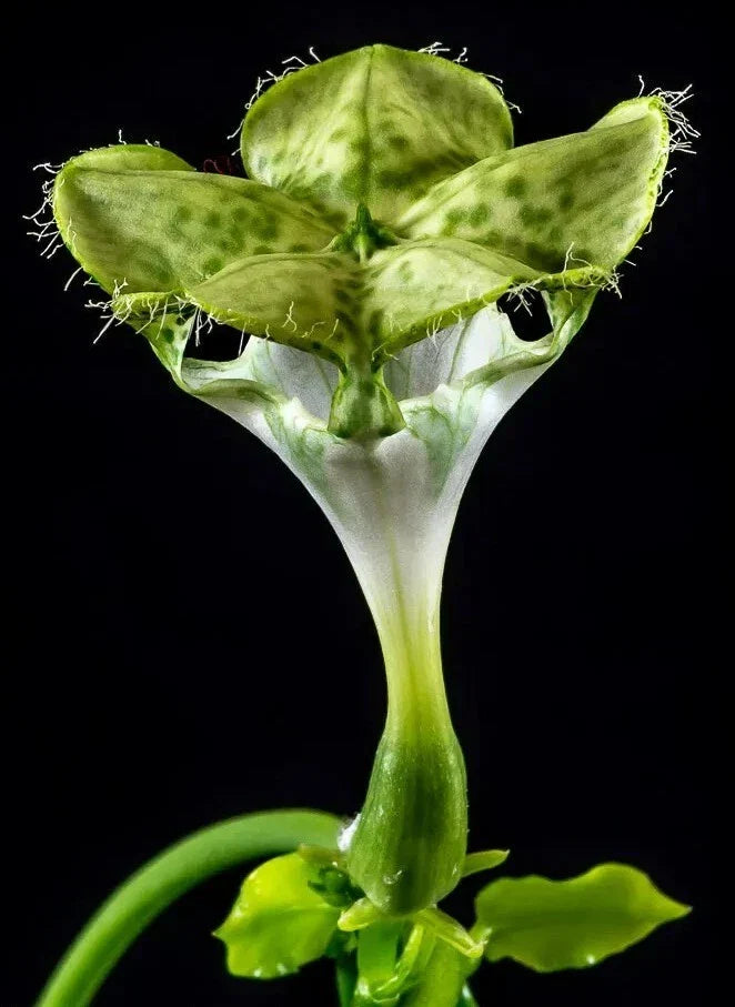 Ceropegia Sandersonii Parachute Plant - 3.5" Pot - Unique Indoor Succulent - Easy Care Trailing Vine Plant