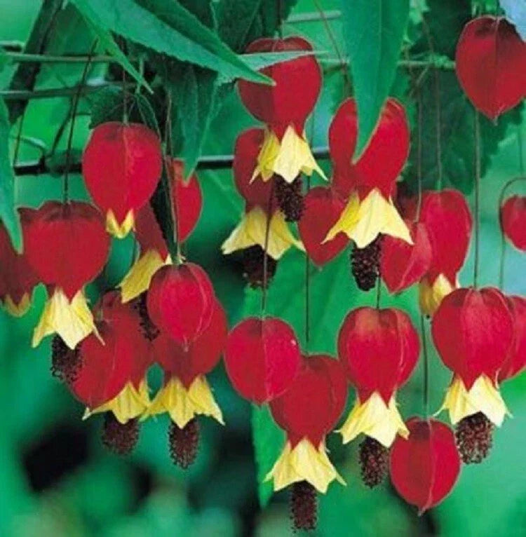 25 Bleeding Heart Seeds - Red Yellow Perennial Flower - Shade Tolerant - Lamprocapnos spectabilis - Easy to Grow