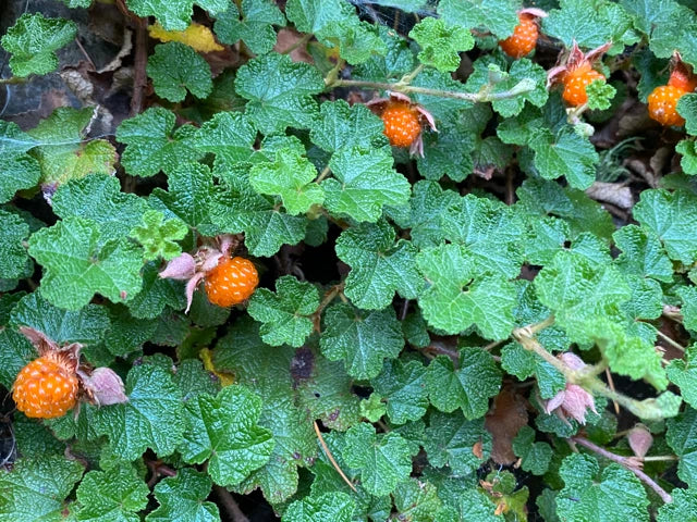 Rooted Formosan Raspberry Cuttings 8-Pack - Edible Ground Cover, Drought Tolerant, Cold Hardy, Rubus formosanus