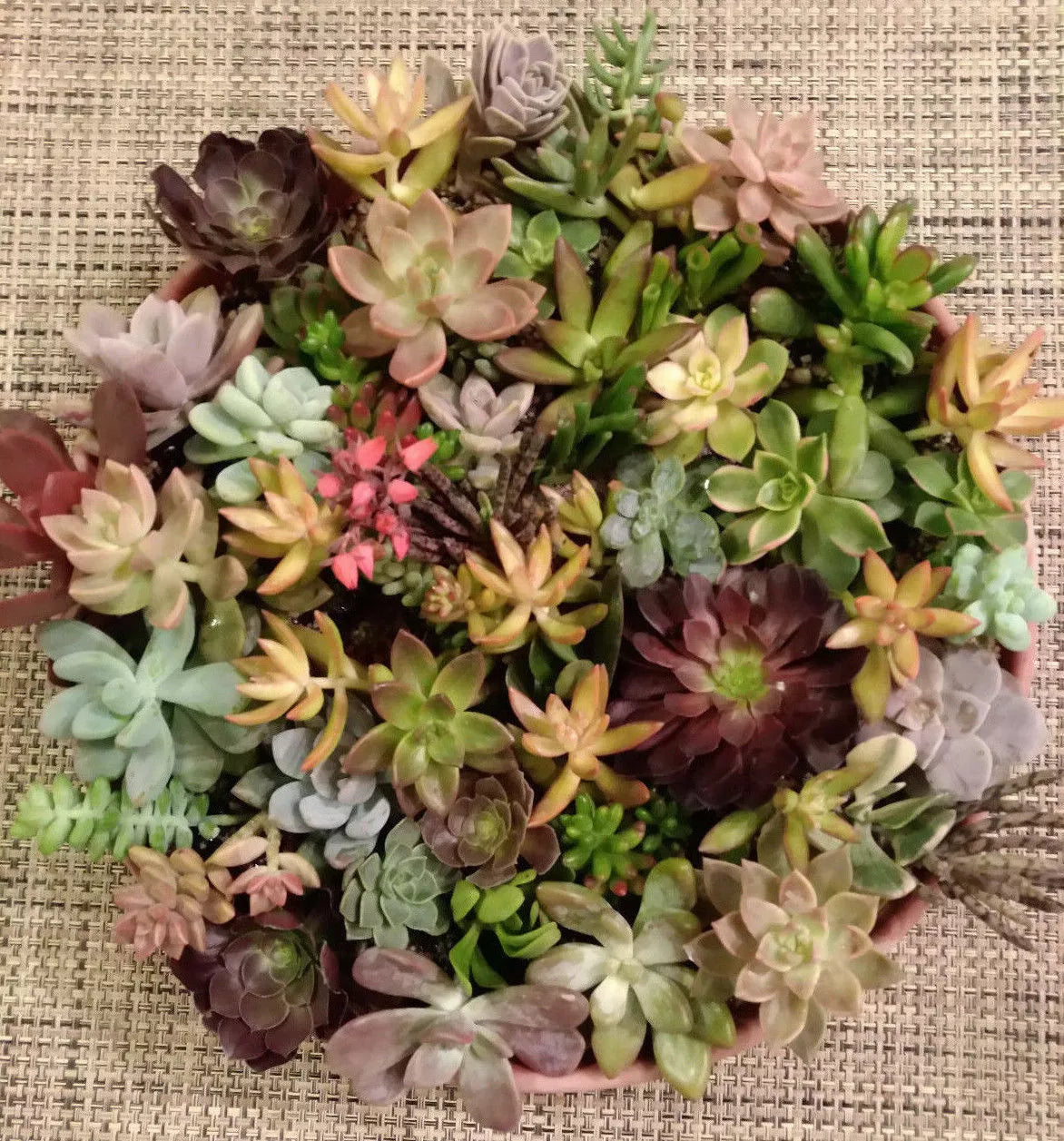 40 Succulent Cuttings Set - Assorted Varieties with 5 Rare Species - Ideal for Gardening and Plant Enthusiasts - Various Species