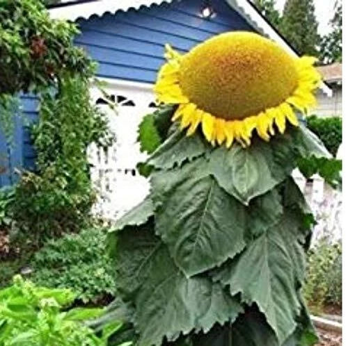 Mongolian Sunflower Seeds | 10 Count | Helianthus annuus | World's Largest Sunflower
